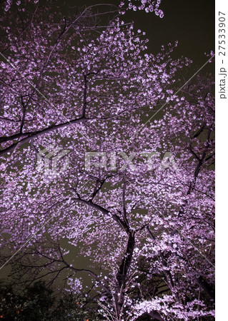 ライトアップ夜桜 27533907