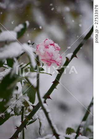 最後のバラに雪が降る 27533976