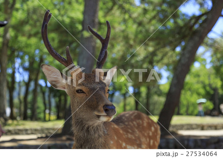 奈良公園の鹿 奈良公園の鹿 27534064