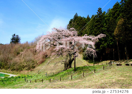 岩倉桜（平田村） 27534276