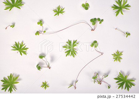 abstract branches, leaves  strawberry and geranium 27534442