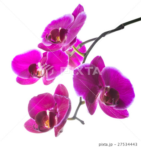 Blooming beautiful violet orchid with bandlet 27534443