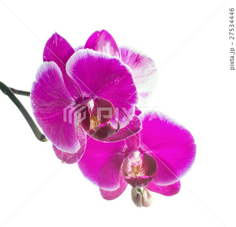 Blooming violet orchid with bandlet is isolated  27534446