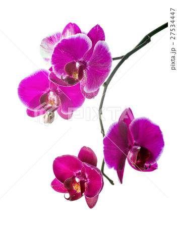 Blooming violet orchid with bandlet is isolated  27534447