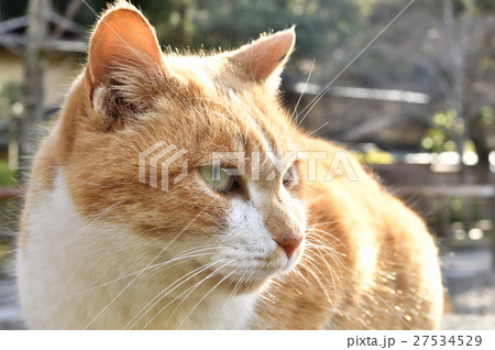 陽だまりの猫 27534529