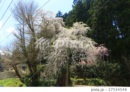 苅万田の地蔵桜（平田村） 27534549