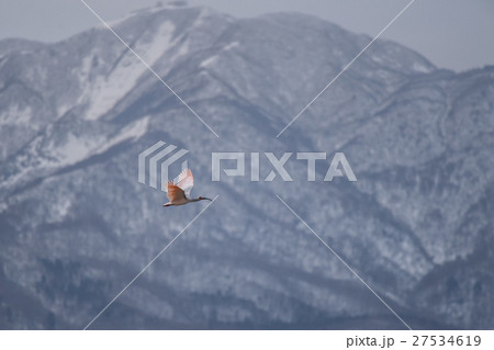 雪山バックに飛翔するトキ06 雪山バックに飛翔するトキ06 27534619