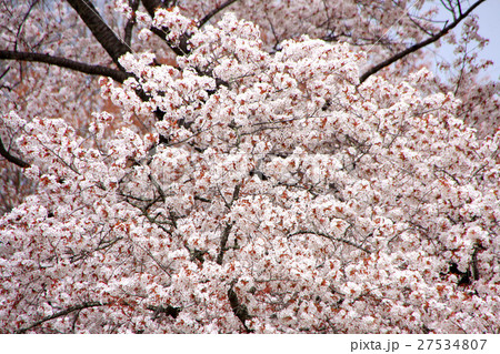越代のサクラ(古殿町) 越代のサクラ(古殿町) 27534807