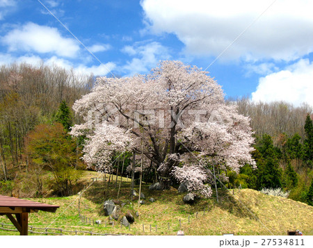 越代のサクラ（古殿町） 27534811