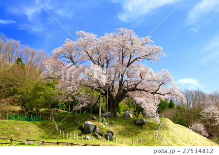 越代のサクラ（古殿町） 27534812