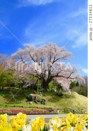 越代のサクラ(古殿町) 越代のサクラ(古殿町) 27534813