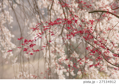 モミジ 芽吹 若葉 春紅葉 春 赤色 カエデ科 カエデ属 植物 木 シダレザクラ 桜 の写真素材