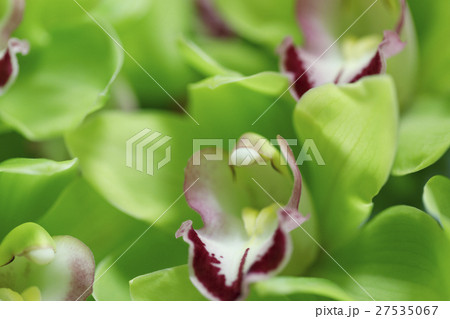 蘭の花 蘭の花 27535067