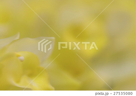 蘭の花 蘭の花 27535080