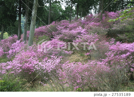 コバノミツバツツジ コバノミツバツツジ 27535189