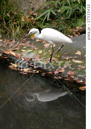 サギ サギ 27535418