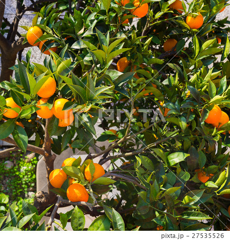 Orange tree Orange tree 27535526