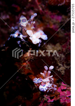 フリソデエビ フリソデエビ 27535705