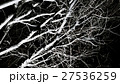 冬枯れ 27536259