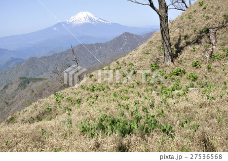 富士山とバイケイソウ若葉 富士山とバイケイソウ若葉 27536568