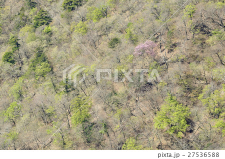 新緑の山稜 27536588