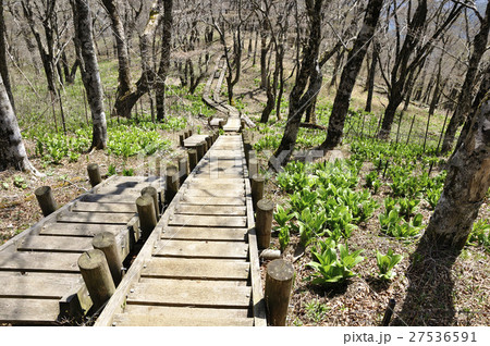 オオバイケイソウ若葉生える森の木道 27536591