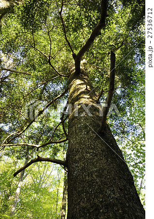 モミの大木 27536712