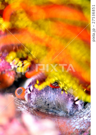 マダコとウミシダ 27536851