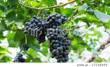 Bunches of ripe grapes in a vineyard. Bunches of ripe grapes in a vineyard. 27536949