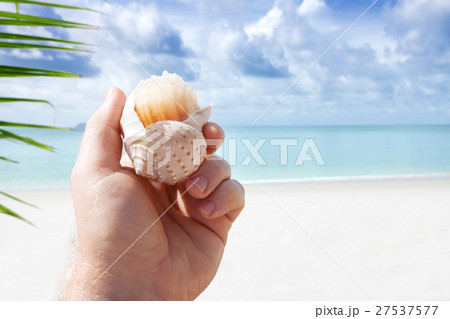 shell 27537577