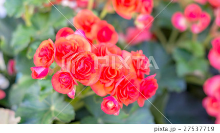 beautiful red begonias in the garden. 27537719