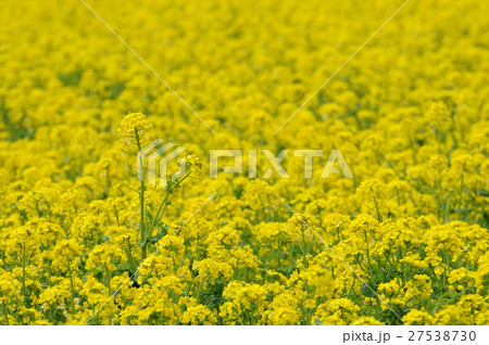 菜の花のじゅうたん 菜の花のじゅうたん 27538730