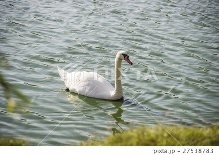 white swan at the pond 27538783