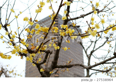 旧芝離宮恩賜庭園のロウバイと世界貿易センタービル(1月)東京都港区 旧芝離宮恩賜庭園のロウバイと世界貿易センタービル(1月)東京都港区 27538964