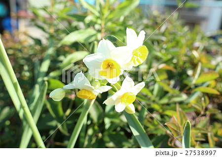 スイセンの花:天の川河川敷:大阪府枚方市 スイセンの花:天の川河川敷:大阪府枚方市 27538997