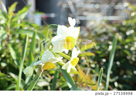 スイセンの花:天の川河川敷:大阪府枚方市 スイセンの花:天の川河川敷:大阪府枚方市 27538998