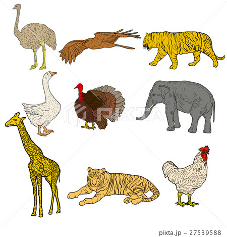 Sketch elephant, tiger, eagle, rooster, giraffe, 27539588