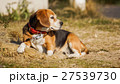 ビーグル 27539730