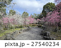 城南宮のしだれ梅 27540234