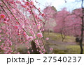 城南宮のしだれ梅 27540237