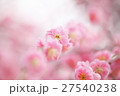 紅しだれ梅 27540238