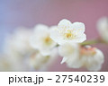 白しだれ梅 27540239