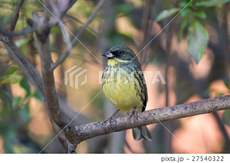 明治神宮の野鳥　アオジ 27540322