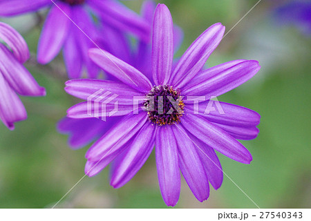 senetti 27540343