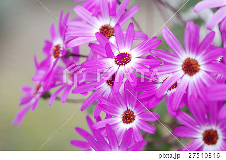 senetti 27540346