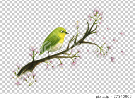 White-eye and cherry 27540903