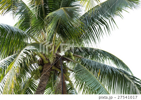 Coconut trees isolated on white background 27541017