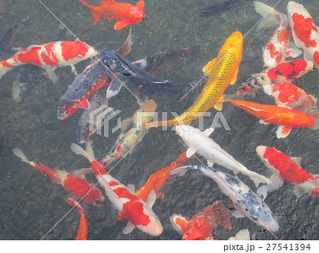 錦鯉の群れ 27541394