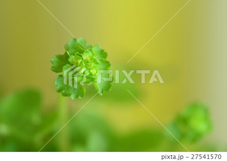 ヤマネコメソウの花 ヤマネコメソウの花 27541570