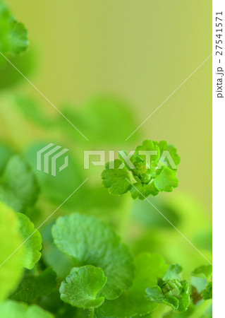 ヤマネコノメソウ ヤマネコノメソウ 27541571